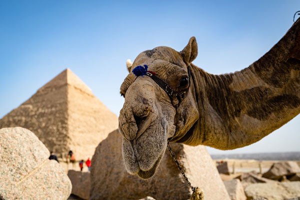 Однодневный тур пирамиды в Гиза, Саккара, Мемфис